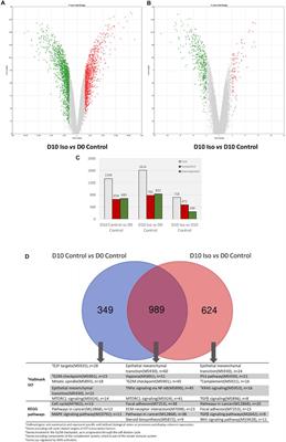 Global Gene Expression Profiling Reveals Isorhamnetin Induces Hepatic-Lineage Specific Differentiation in Human Amniotic Epithelial Cells